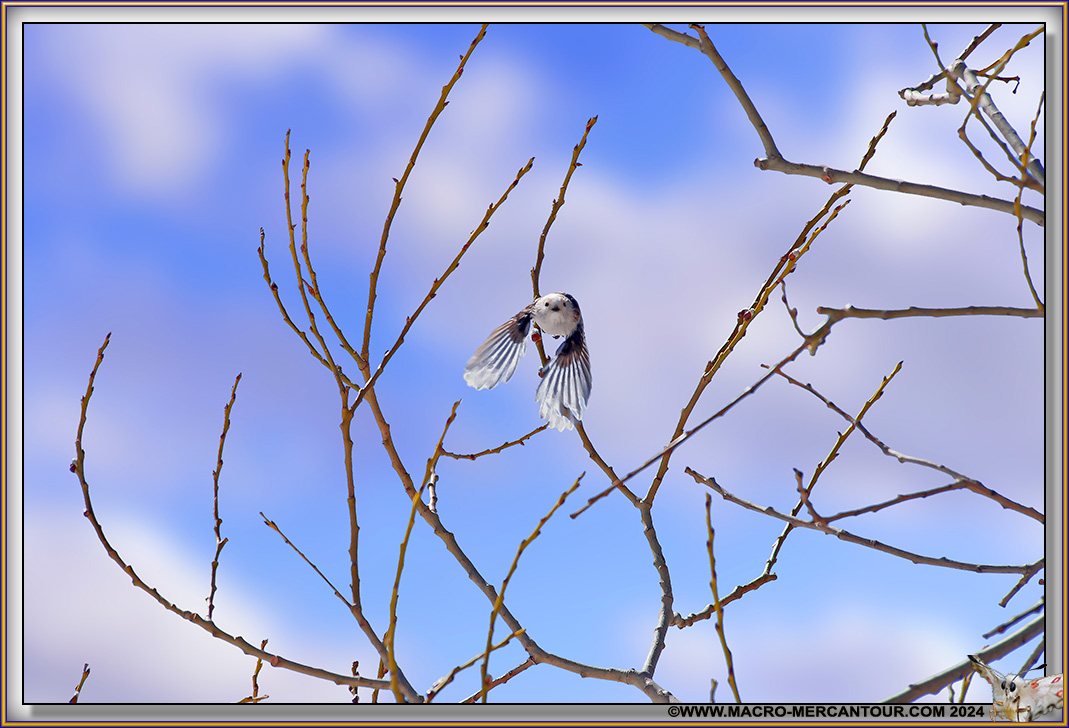 Mésange à longue queue